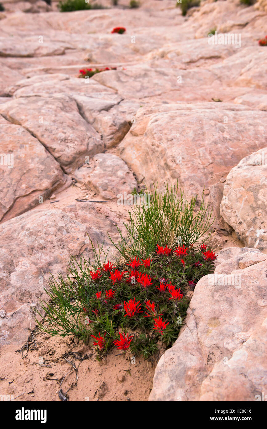 Deserto indiano fiori pennello (Castilleja angustifolia) fioritura nelle crepe e sabbia tra la rosa del deserto dello Utah rocce Foto Stock