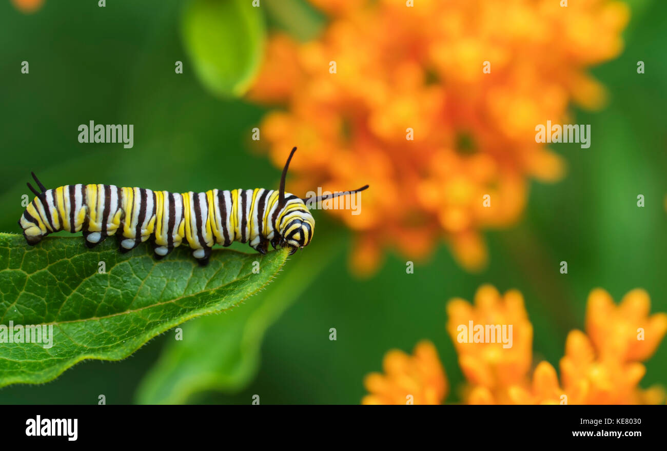 La Monarch caterpillar (Danaus plexippus) su un impianto di Milkweed (Asclepias L.); Redbridge, Ontario, Canada Foto Stock