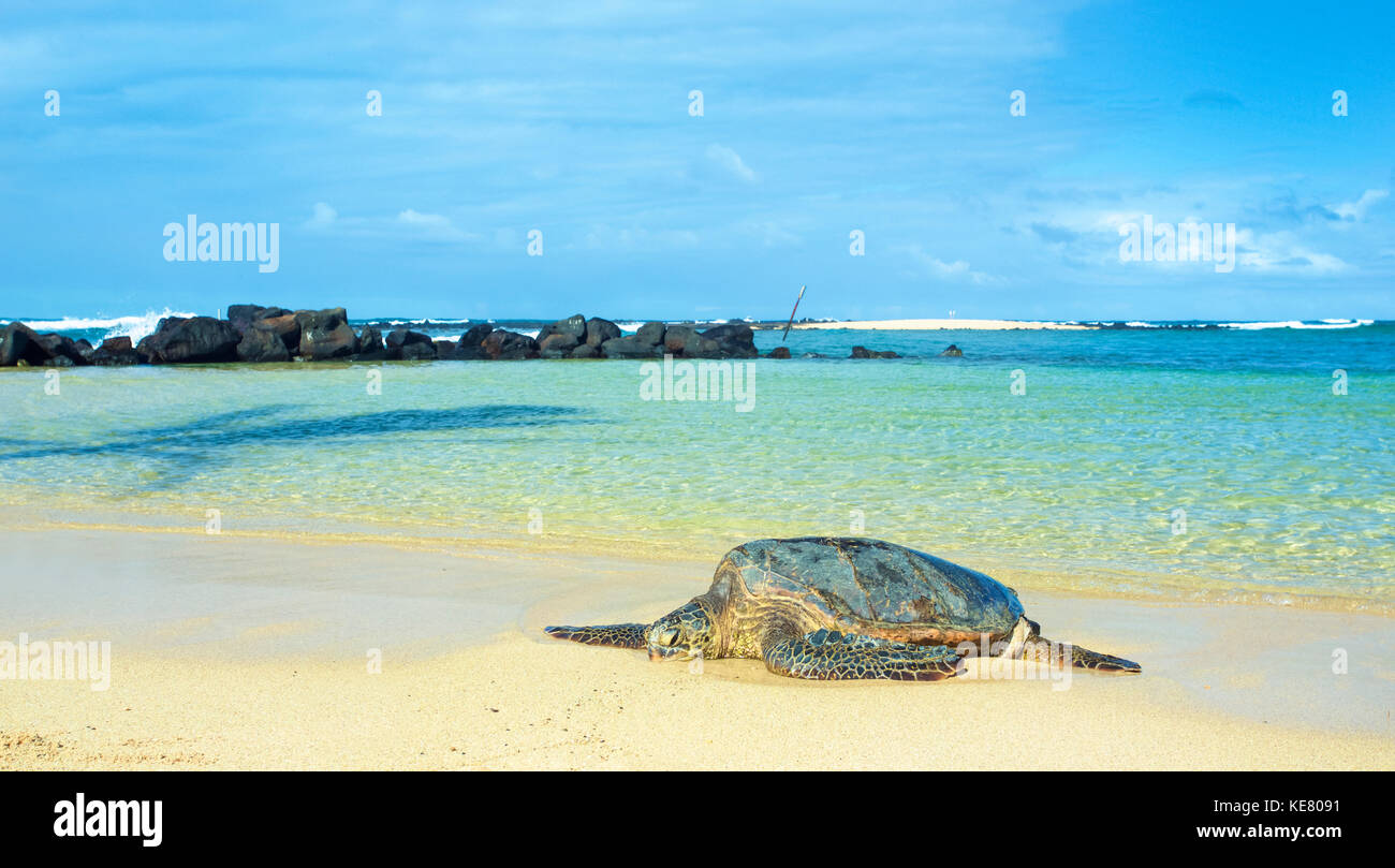 Una tartaruga giace sulla spiaggia di Poipu Beach con il chiaro, l'acqua turchese in background; Kauai, Hawaii, Ujnited Stati d'America Foto Stock