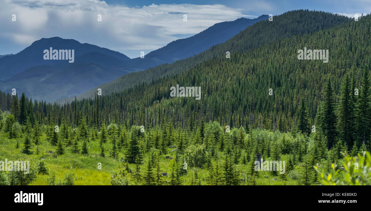 Una fitta foresta copre le colline e le montagne con il robusto Canadian Rocky Mountains stagliano nella distanza sotto un cielo nuvoloso Foto Stock