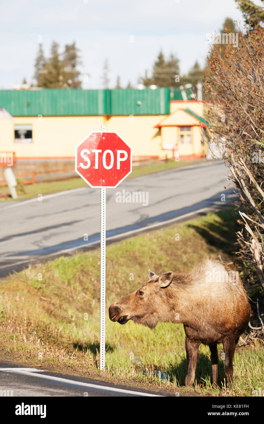 Alci in piedi accanto ad un segnale di Stop In Omero, centromeridionale Alaska, STATI UNITI D'AMERICA Foto Stock