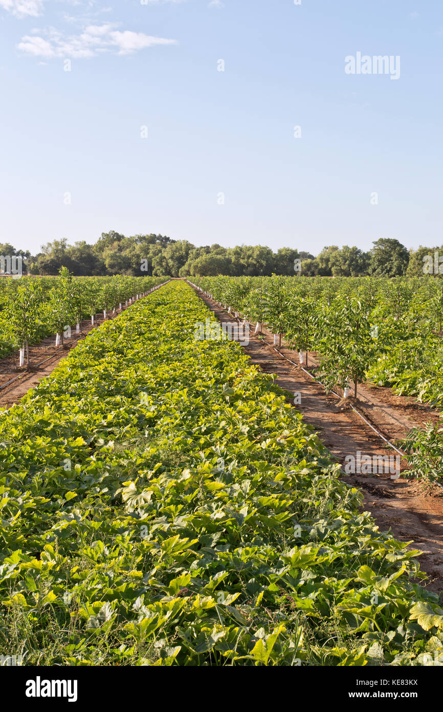 Intercropping, giovane inglese frutteto di noce, Chandler varietà " Juglans regia' consociata con Green Acorn squash 'Cucurbita pepo var. turbinate'. Foto Stock
