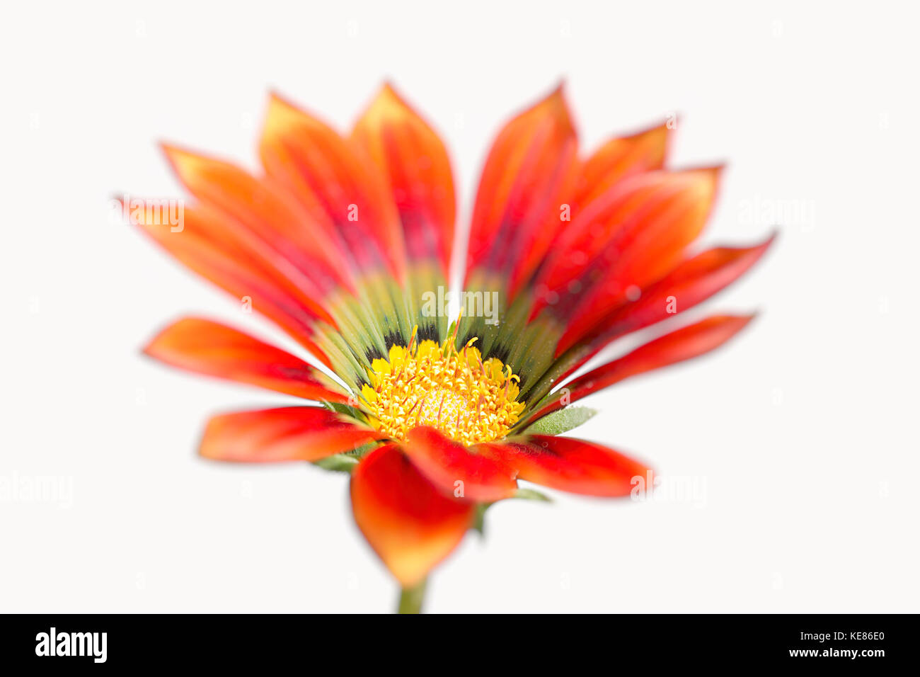 Red gazania fiore su sfondo bianco Foto Stock