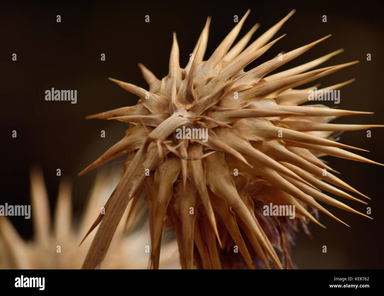 Vista posteriore del fiore secco, carciofo selvatico, Cynara cardunculus Foto Stock
