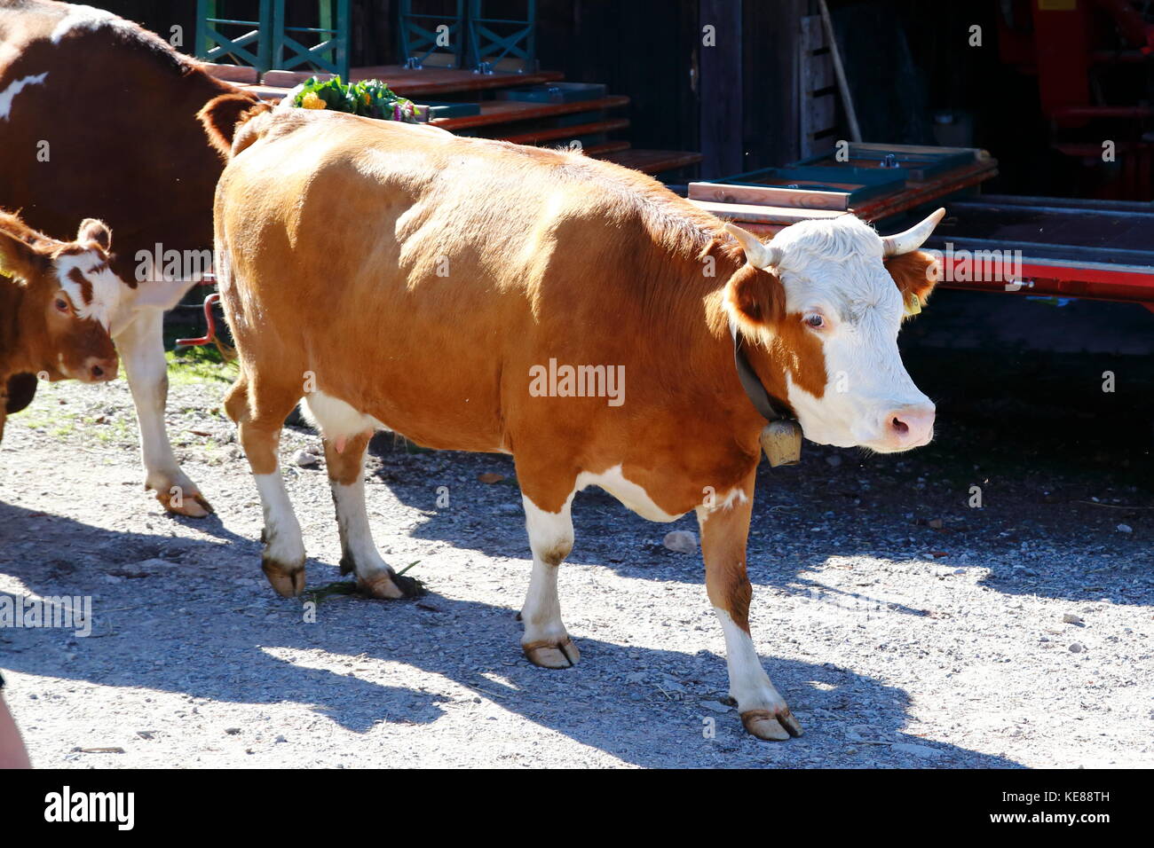 Kuh, Kühe beim Almabtrieb, Abtrieb von der Weide Foto Stock