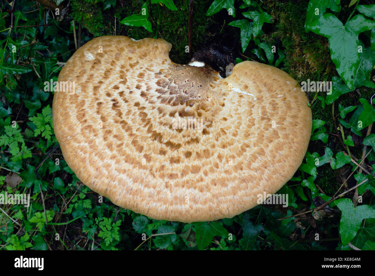 Polyporus squamosus, o della Driade sella, fagiano o la staffa posteriore fungo. A 33cm attraverso è già troppo vecchi per mangiare. Crescendo su frassino moncone. Foto Stock