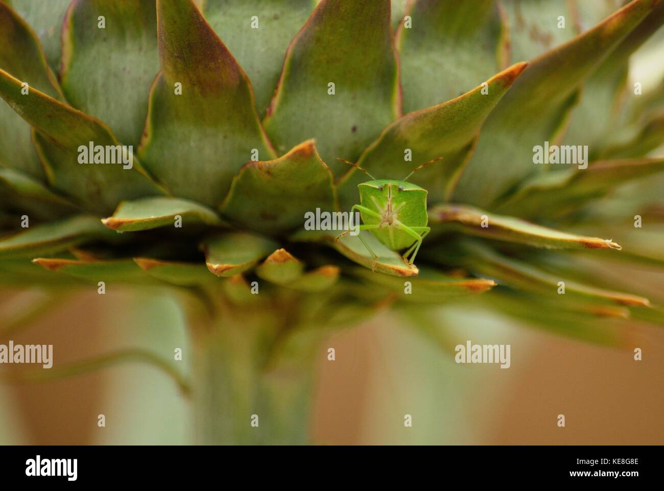 Piccolo bug di verde in mezzo alle spine di carciofo selvatico, Nezara viridula Foto Stock