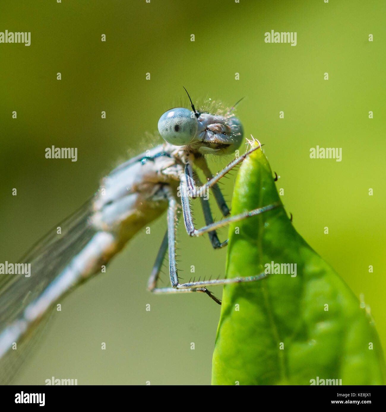 Una ripresa macro di un damselfly aggrappandosi ad una foglia verde. Foto Stock