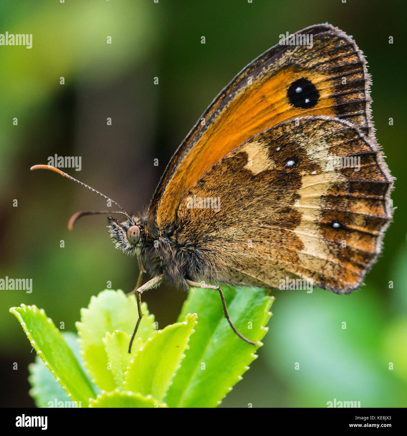 Una ripresa macro di un gatekeeper farfalla posata su una foglia verde. Foto Stock