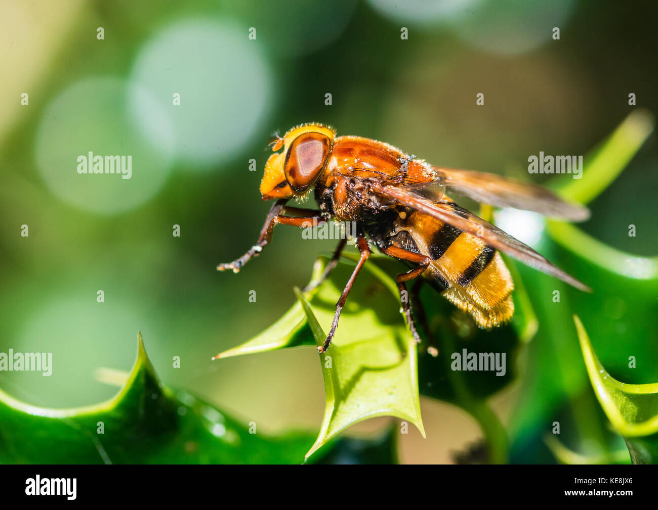 Una ripresa macro di un hornet mimare hoverfly in appoggio sulle foglie verdi di una holly bush. Foto Stock