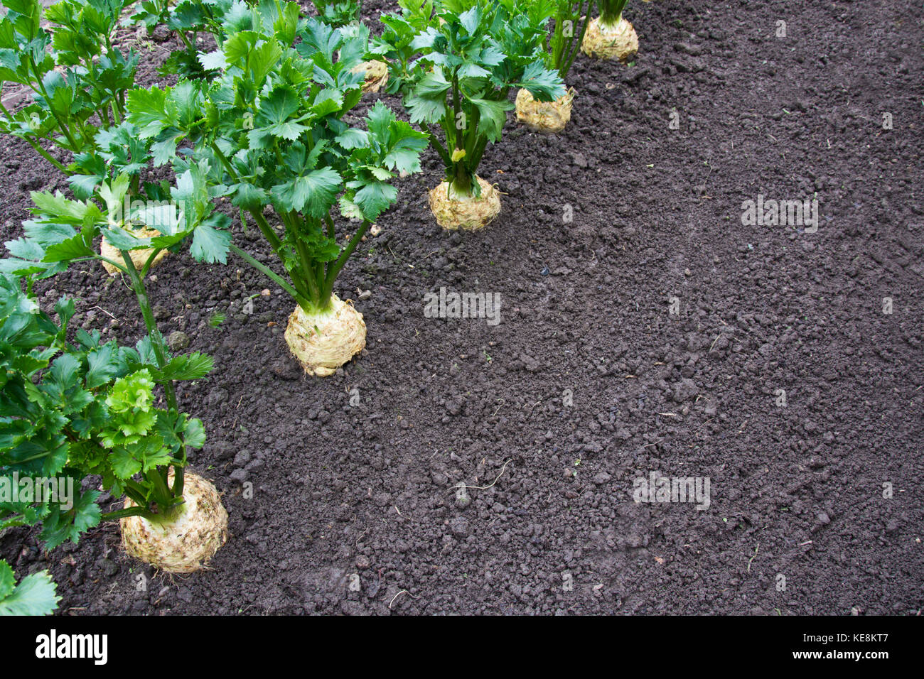 Il sedano rapa piante, veriety, Asterix F1 Foto Stock