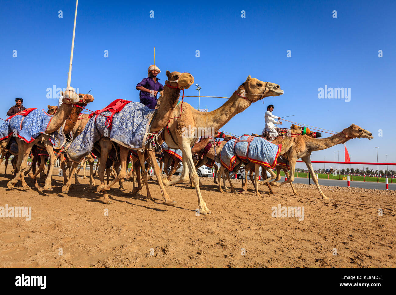 Dubai, Emirati Arabi Uniti - 25 marzo 2016: la pratica per corse di cammelli a dubai camel racing club, al marmoom, Emirati arabi uniti Foto Stock