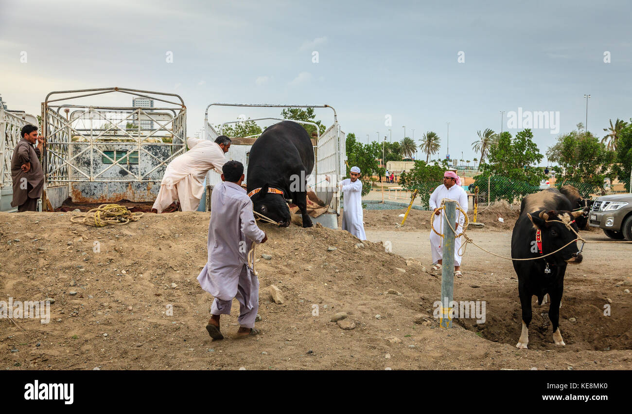 Fujairah, UAE, 1 aprile 2016: persone locali portano i tori per i tradizionali combattimenti di tori in Fujairah, Emirati arabi uniti Foto Stock