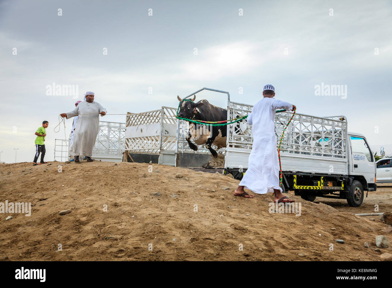 Fujairah, UAE, 1 aprile 2016: persone locali portano i tori per i tradizionali combattimenti di tori in Fujairah, Emirati arabi uniti Foto Stock