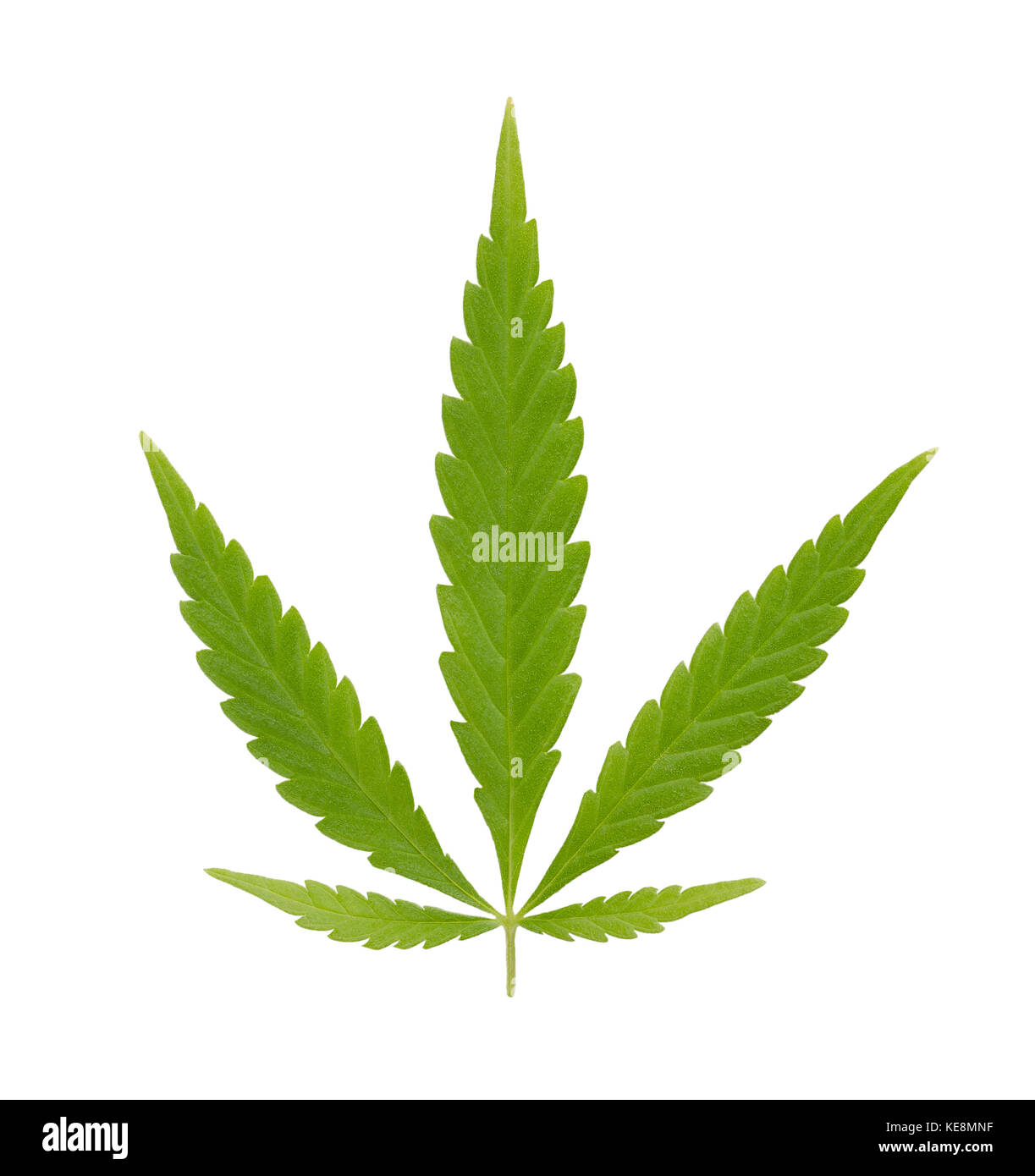 Ventola di Cannabis leaf. verde fresco ventola di canapa foglie di Cannabis Ruderalis. basso thc specie utilizzata come tè e come la medicina di erbe. macro foto alimentari vicino. Foto Stock
