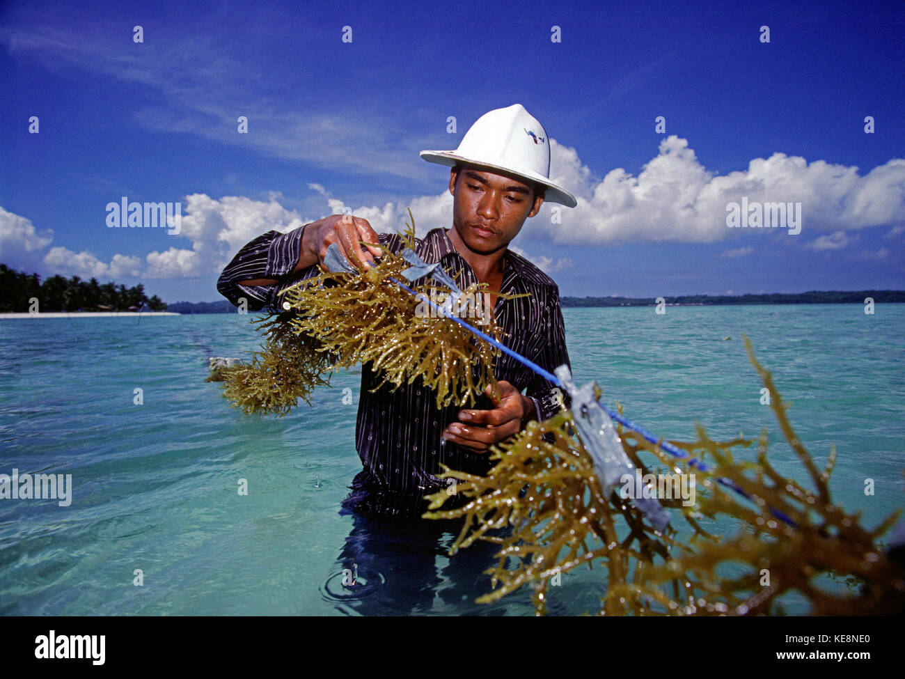 Indonesia. Sulawesi. Tukangbesi Isole. Uomo di ispezionare le alghe. Foto Stock