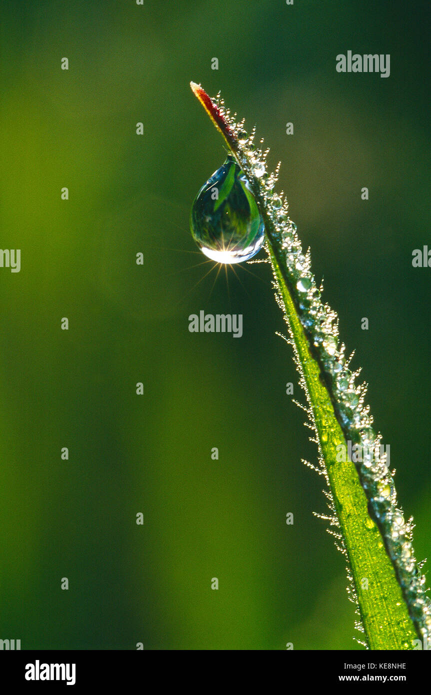 Close up della goccia d'acqua sulla pala di erba. Foto Stock