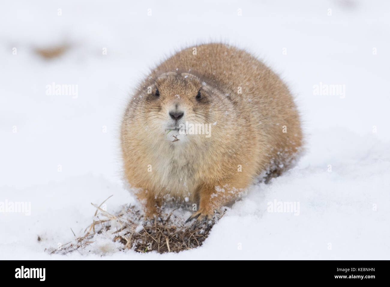 Nero-tailed cane della prateria in Sud Dakota con neve sul terreno Foto Stock