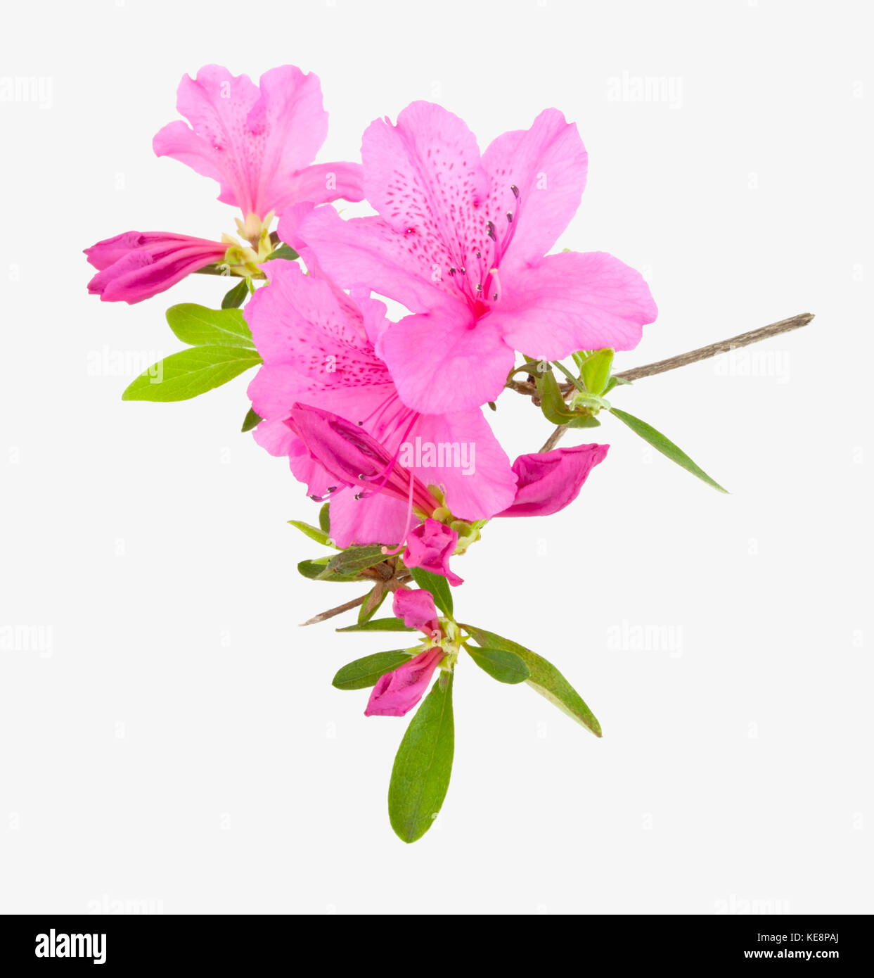 Isolato di rosa fiori di azalea. Foto Stock