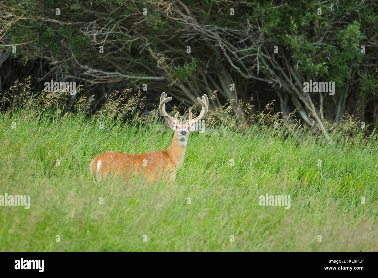 Culbianco buck con corna in velluto Foto Stock