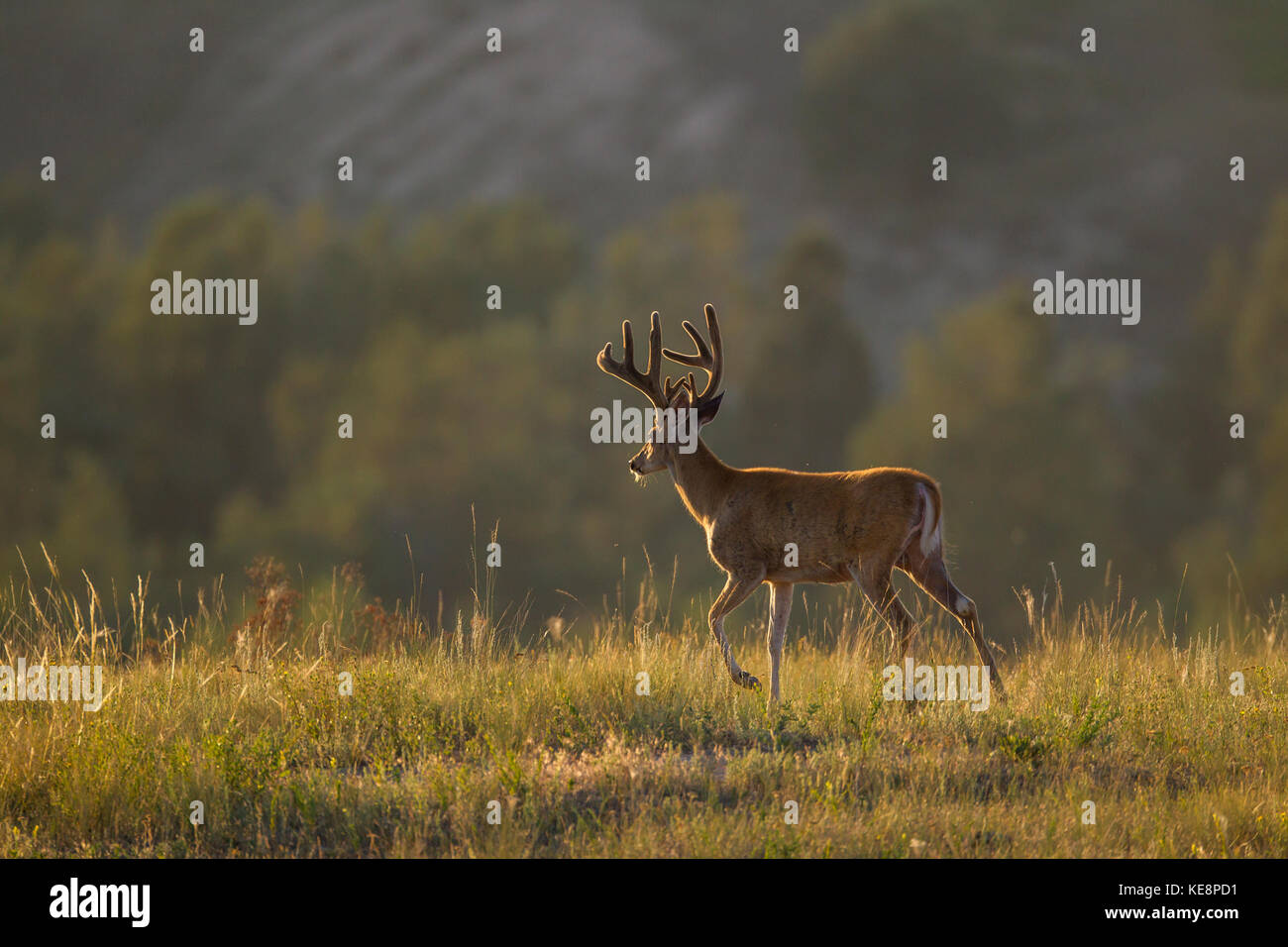 Culbianco buck con corna in velluto Foto Stock