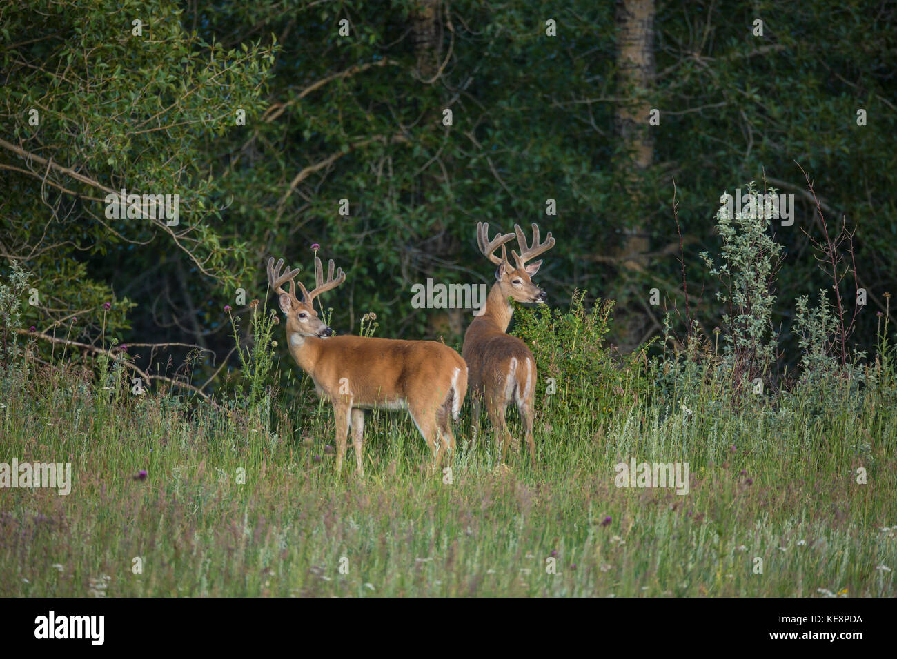 Culbianco buck con corna in velluto Foto Stock