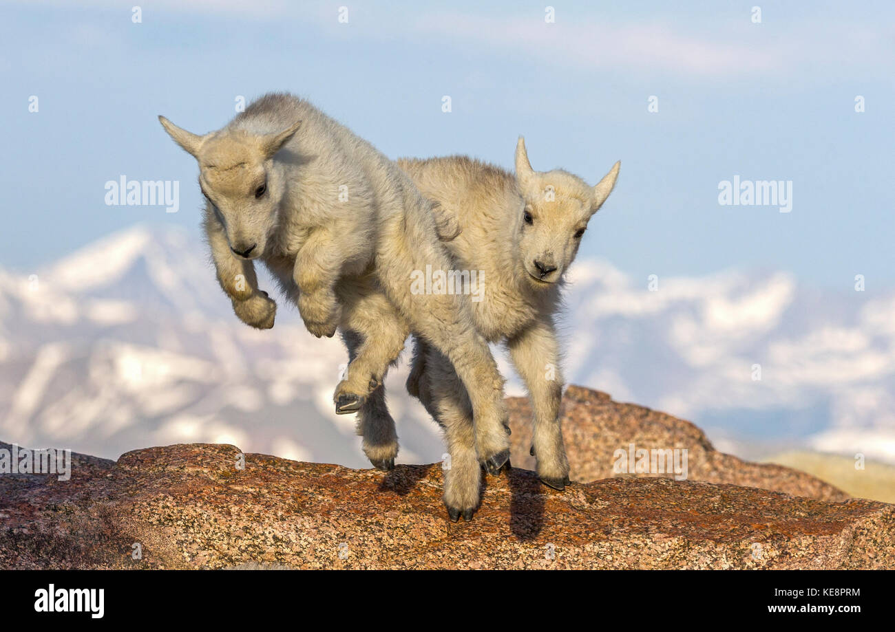 Salto della fede Foto Stock