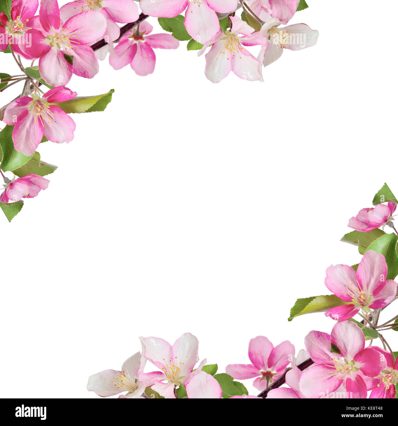 Cornice di fiori immagini e fotografie stock ad alta risoluzione - Alamy