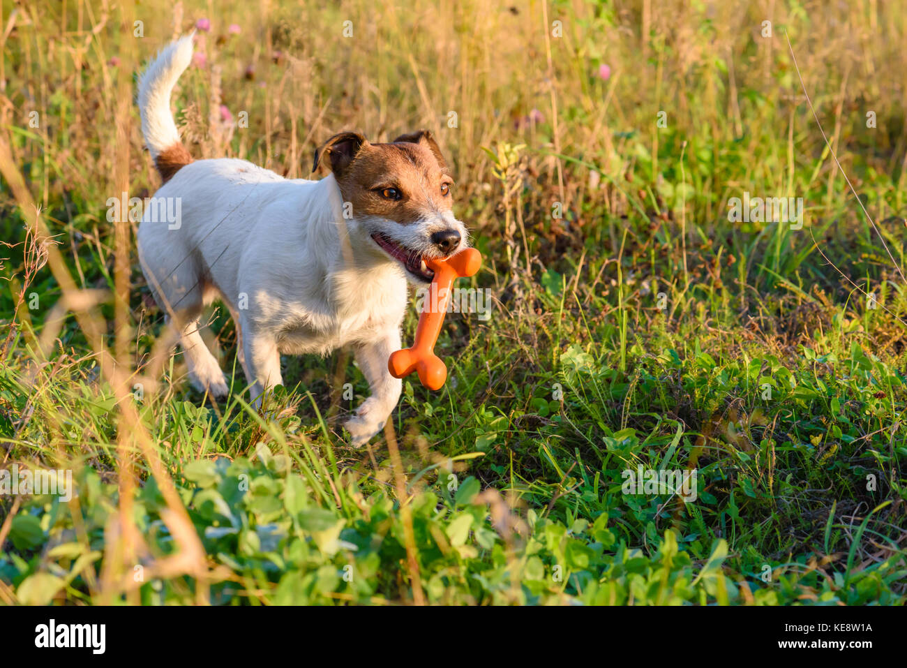 Cane a camminare da un sentiero a prato estivo con osso giocattolo Foto Stock