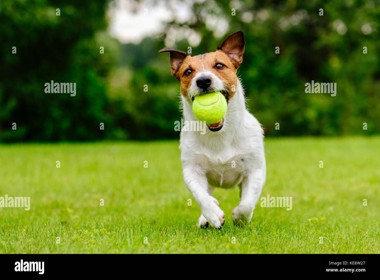 Felice cane gioca con la palla sul verde prato Foto Stock