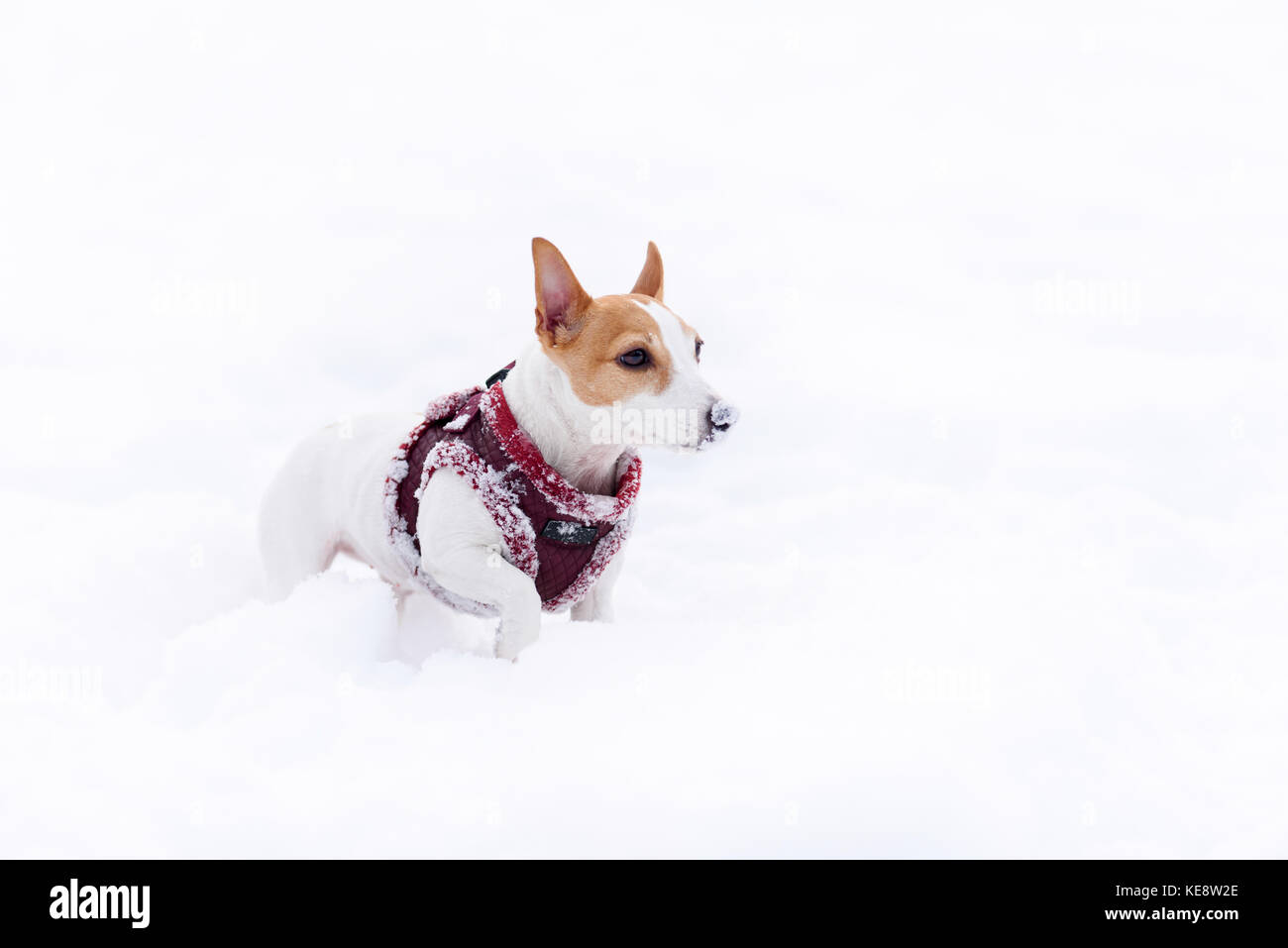 Cane con divertenti naso ricoperta di neve indossando caldo inverno elettrico Foto Stock