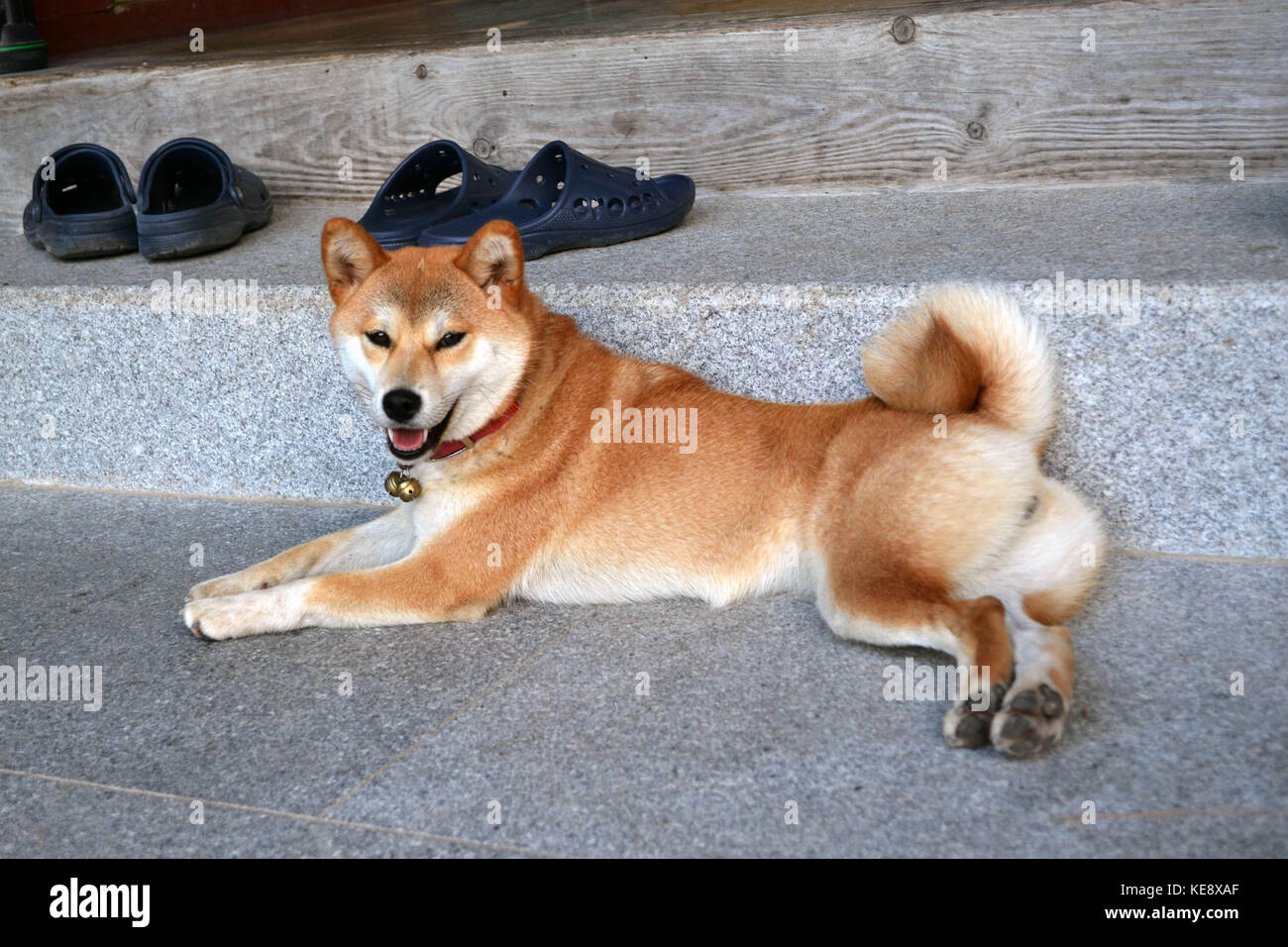 Un cane (Shiba Inu) seduto davanti a un tempio. pic è stata adottata nel mese di agosto 2017. Foto Stock
