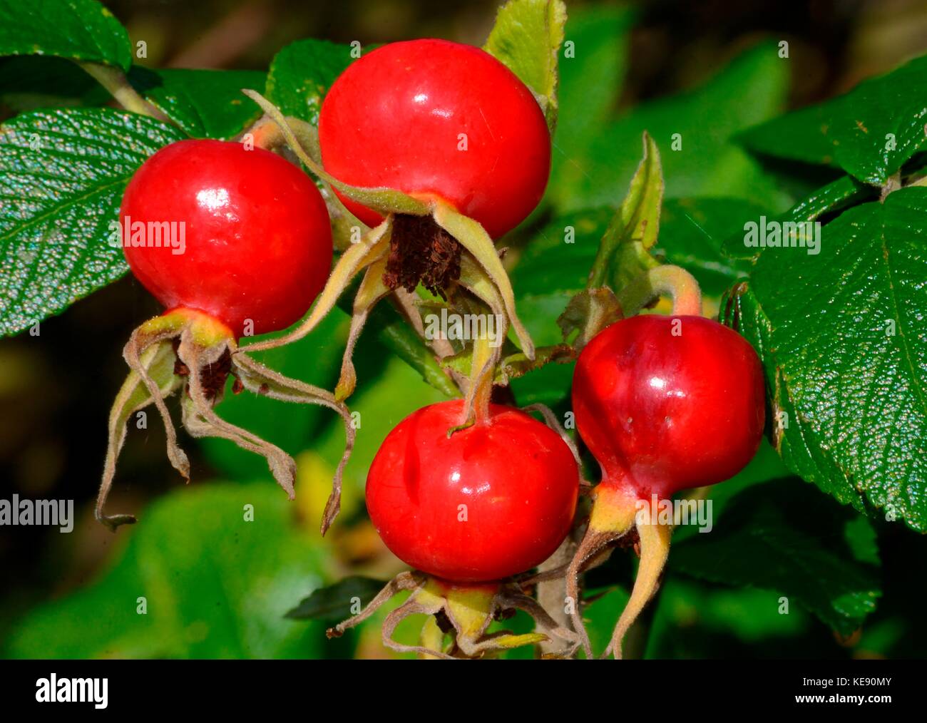 La frutta rossa di rosa-HIP (Rosa Rugosa), Scania in Svezia Foto Stock