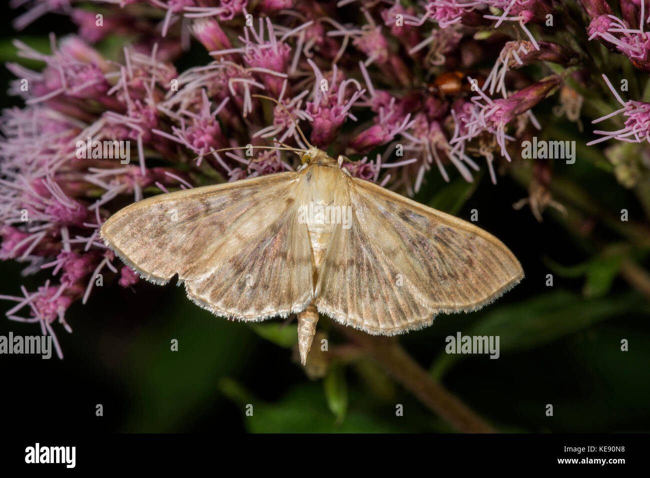 Madre di perla (falena Pleuroptya ruralis) sulla canapa agrimony (Eupatorium cannabinum), Untergröningen, Baden-Württemberg, Germania Foto Stock