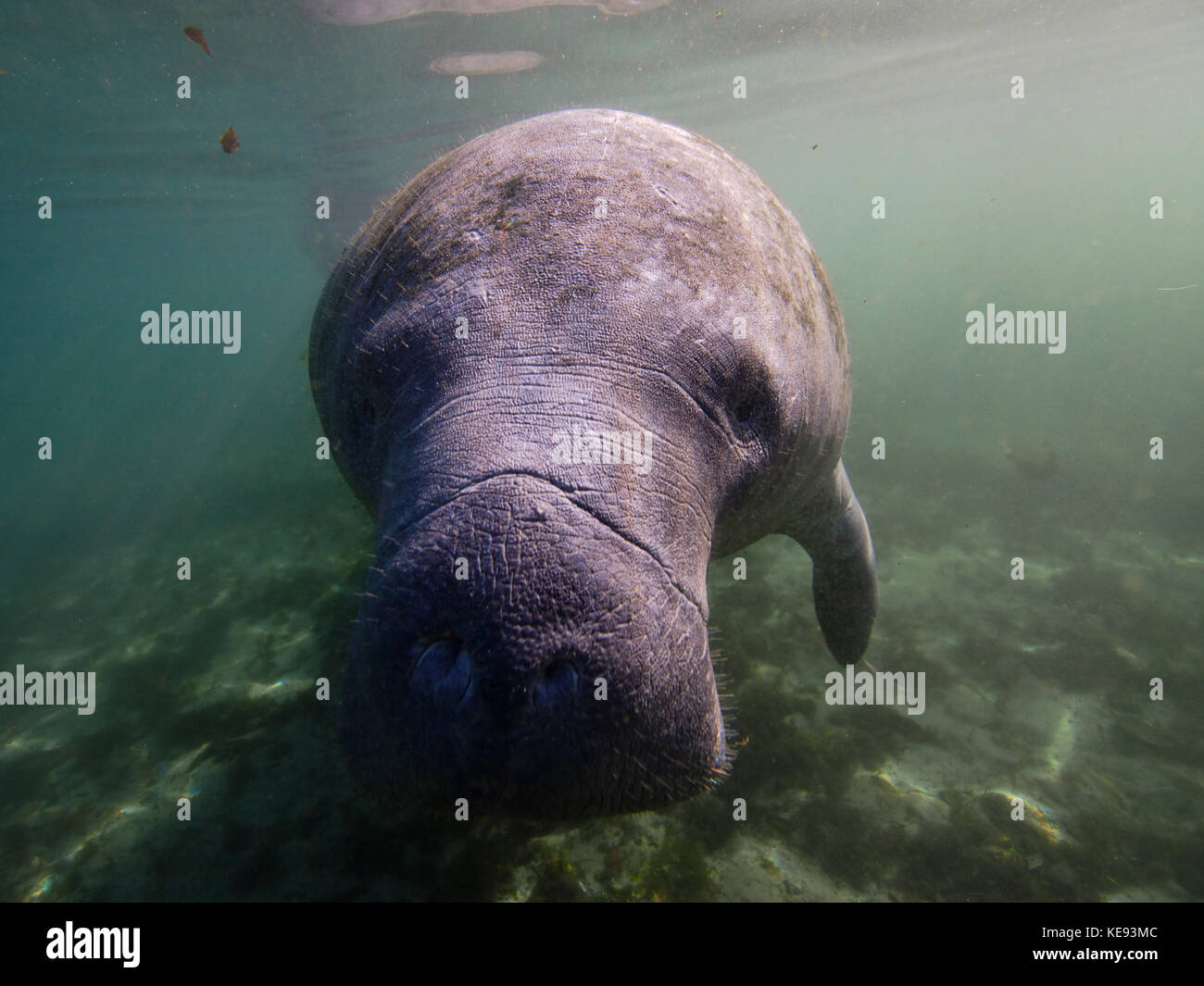 West Indian subacquea manatee Foto Stock
