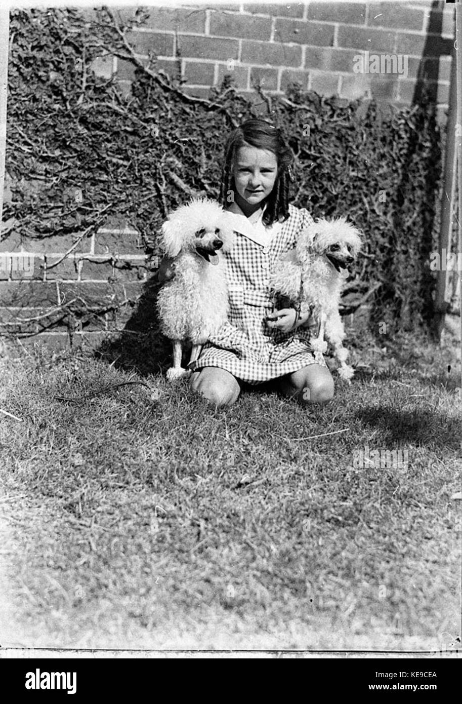 Questa voce mostra vari cani da barboncino, enfatizzando le loro caratteristiche di razza e la popolarità come cane da compagnia, evidenziando il loro ruolo nelle case di famiglia e come cani da spettacolo. Foto Stock