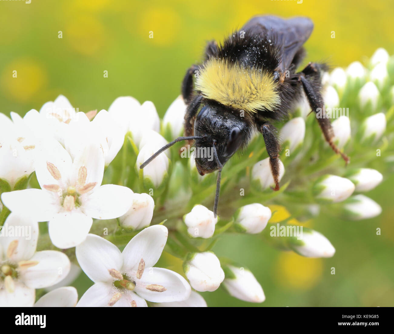 Bumblebee, bombus californicus, sul collo di cigno, loosestrife lysimachia clethroides. Foto Stock