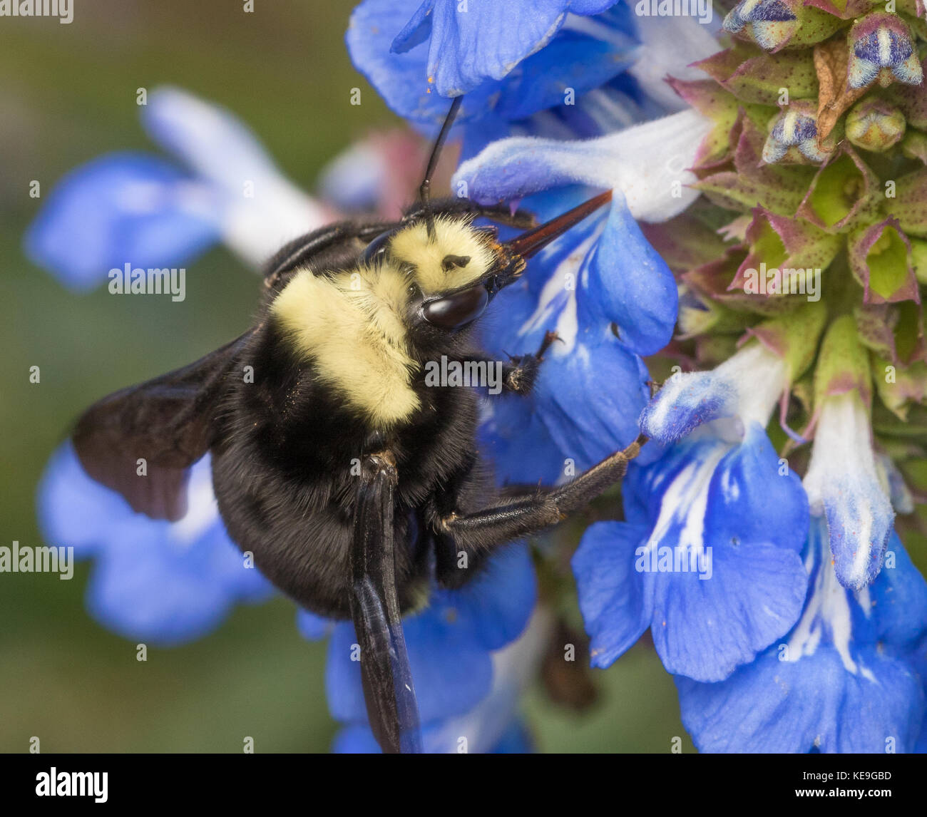 Bumblebee, bombus vosnesenskii, sul bog salvia, salvia urinitica. Foto Stock