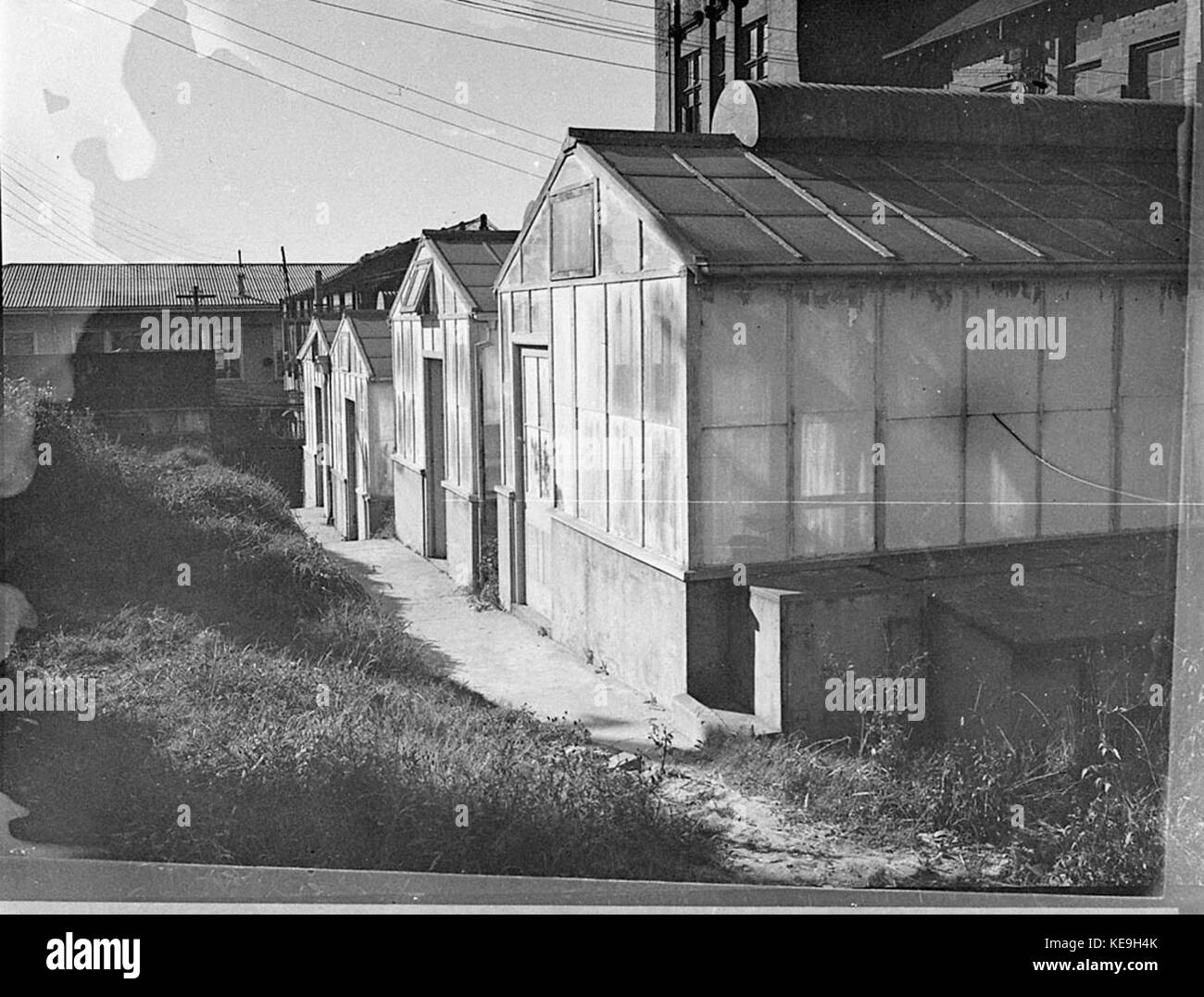 Questa voce fa riferimento a uno studio o a una registrazione di un’università riguardante la coltivazione del frumento. L'attenzione è rivolta alle pratiche agricole, in particolare ai metodi utilizzati per la coltivazione del frumento a fini di ricerca o didattici. Foto Stock