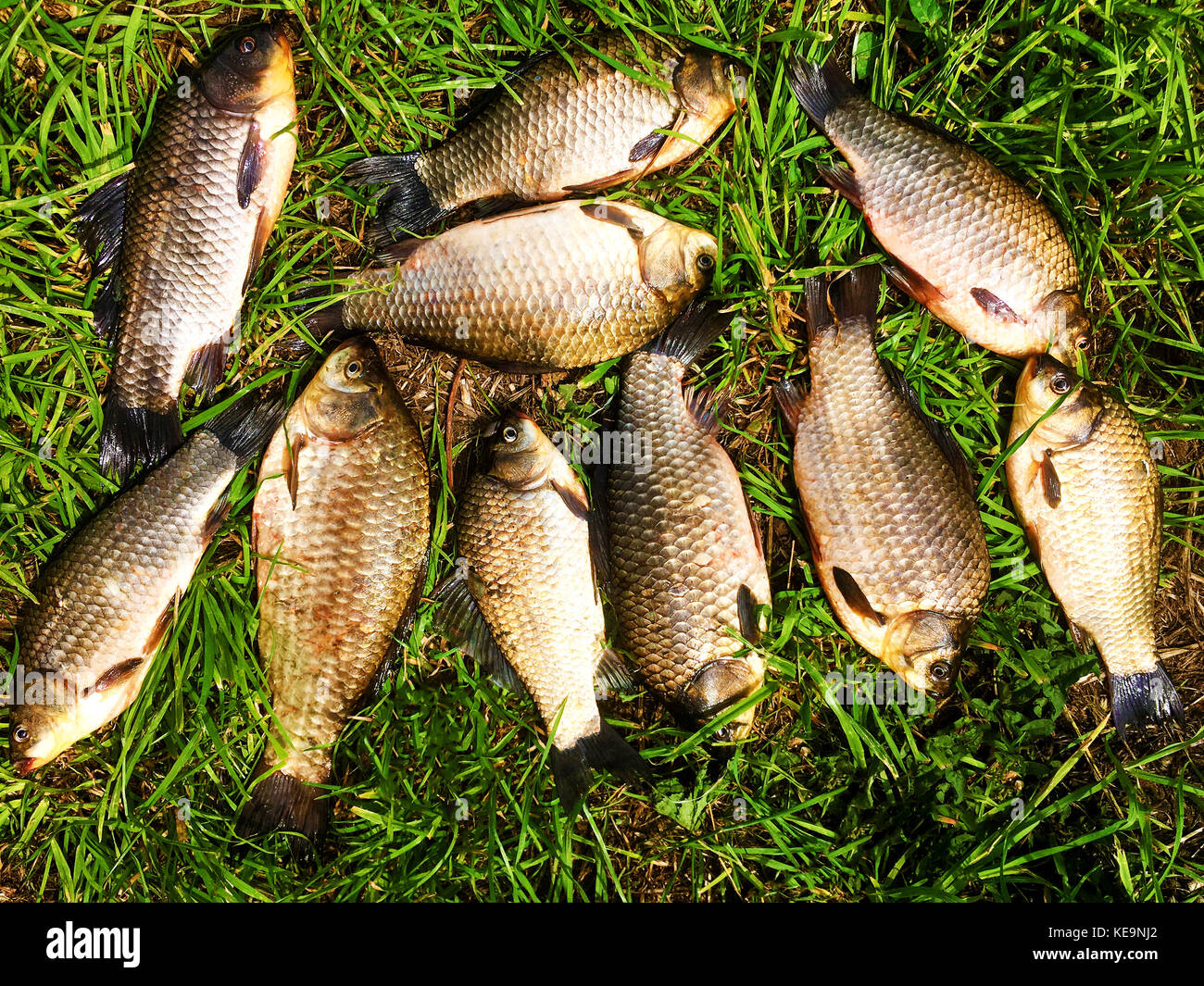 Pesci sdraiati sull'erba Foto Stock