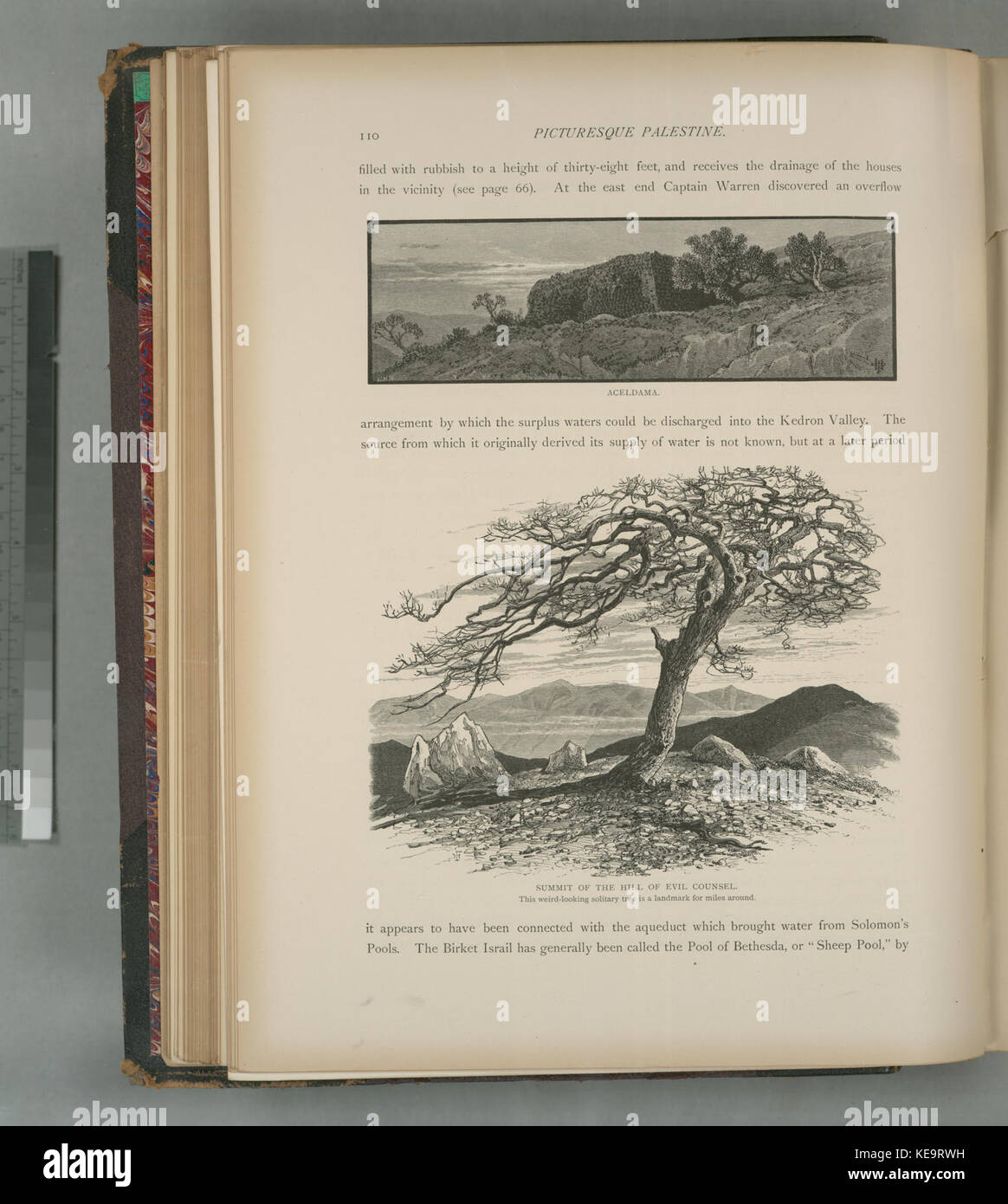 Cima della collina del male a un avvocato. Questo strano cercando albero solitario è un punto di riferimento per miglia e miglia intorno (NYPL B10607452 80324) Foto Stock