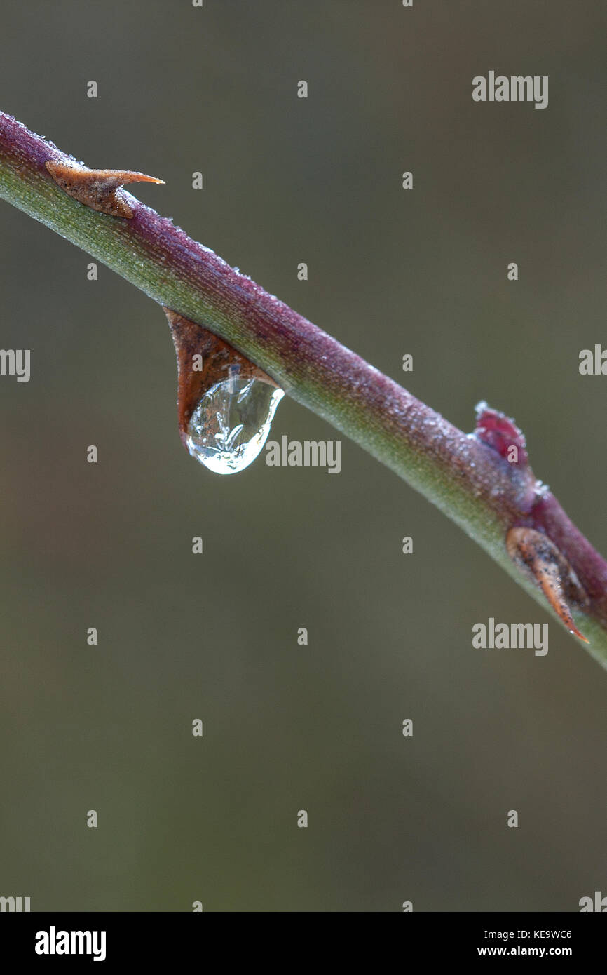 Goccia su di un ramo Foto Stock