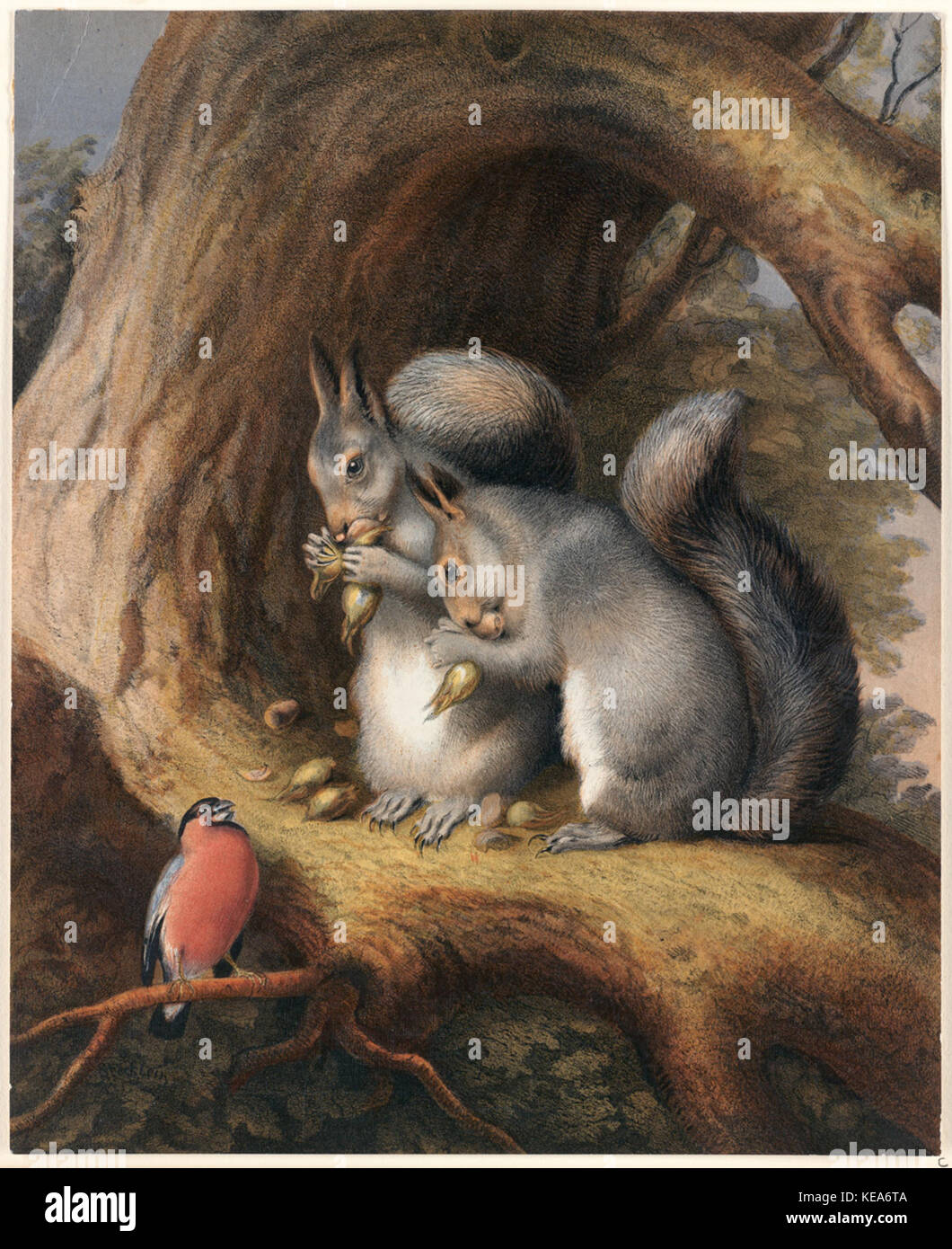 Gli scoiattoli e un uccello sotto un albero (Boston Public Library) Foto Stock