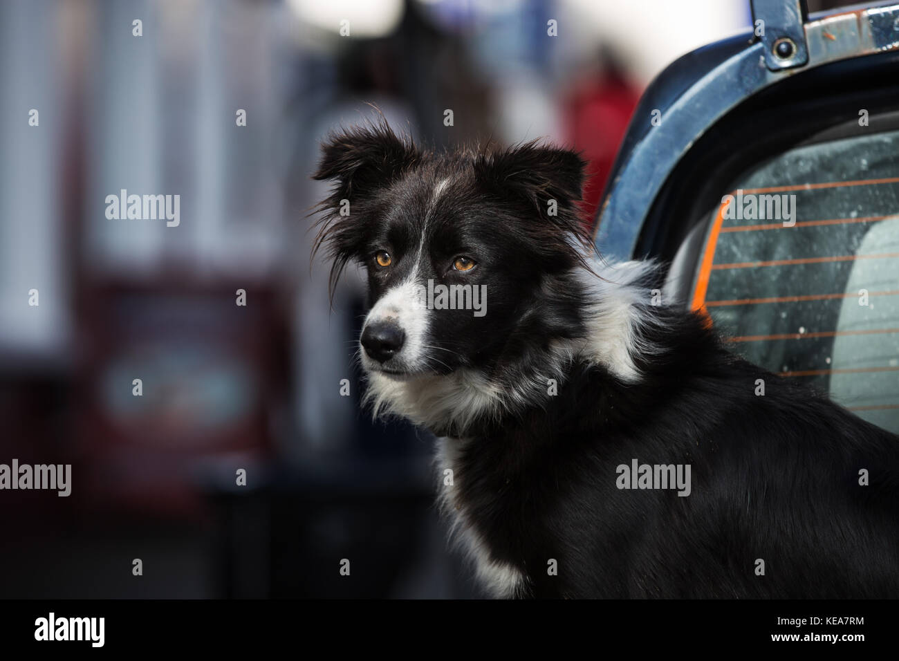 Border Collie in back up truck, Irlanda Foto Stock