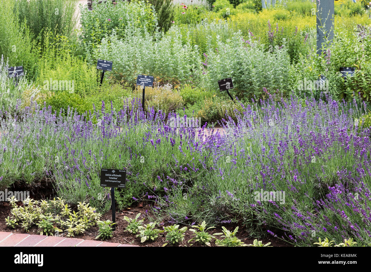 Giardino di erbe aromatiche, Denver Botanic Gardens, Denver, Colorado, STATI UNITI D'AMERICA Foto Stock