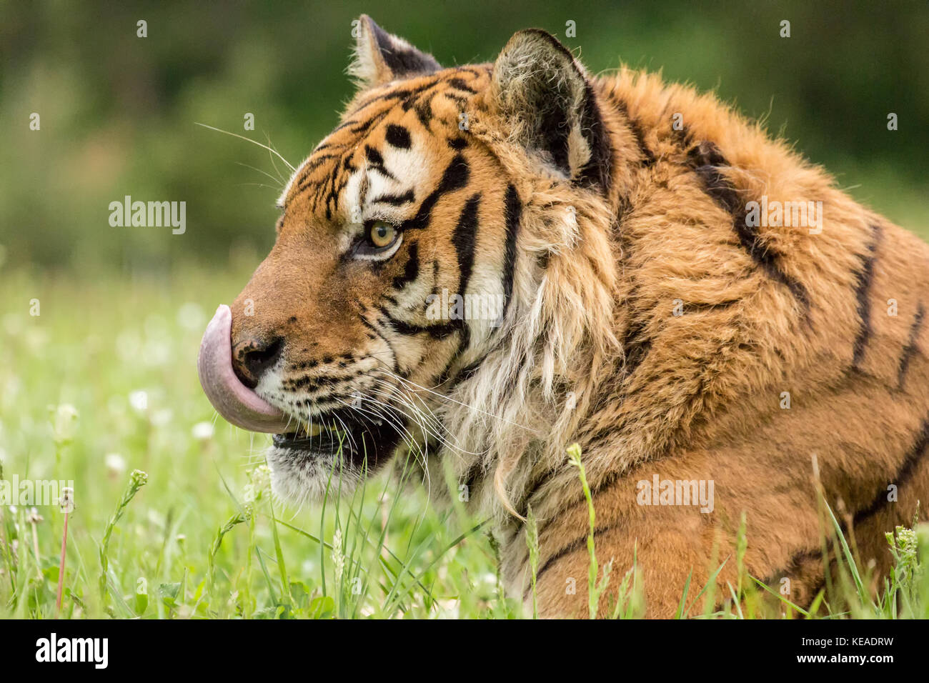 Ritratto di una tigre siberiana a riposo in un prato a Bozeman, Montana, USA. Animali in cattività. Foto Stock
