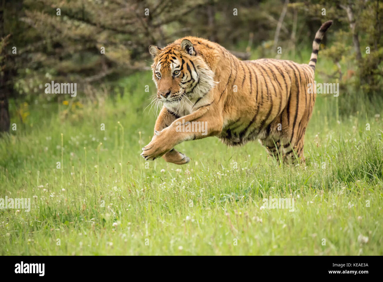 Tigre Siberiana in esecuzione in un prato a Bozeman, Montana, USA. Animali in cattività. Foto Stock