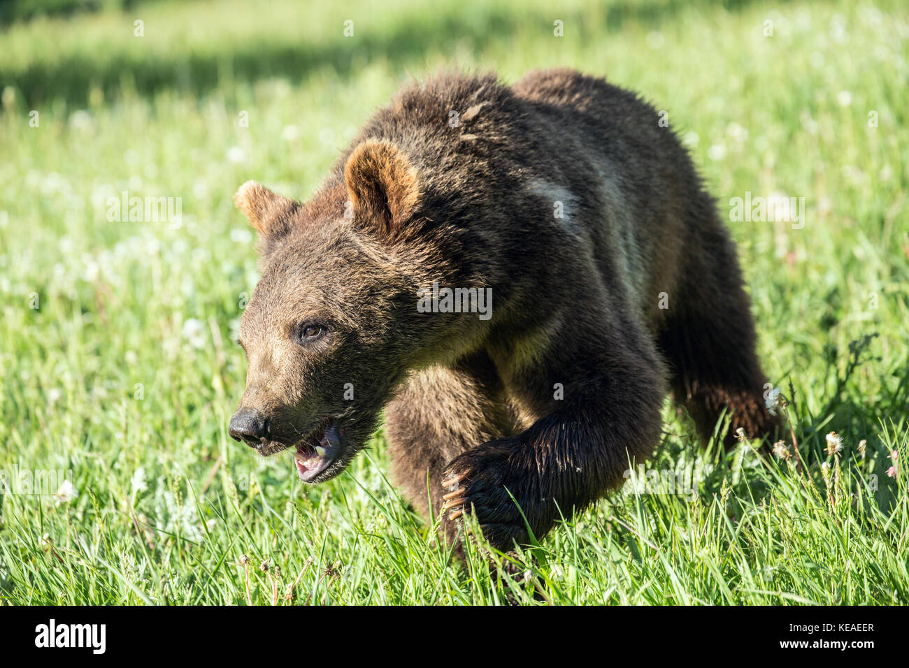 Giovani Orso grizzly camminando in un prato, mostrando una grande paw vicino a Bozeman, Montana, USA. Animali in cattività. Foto Stock