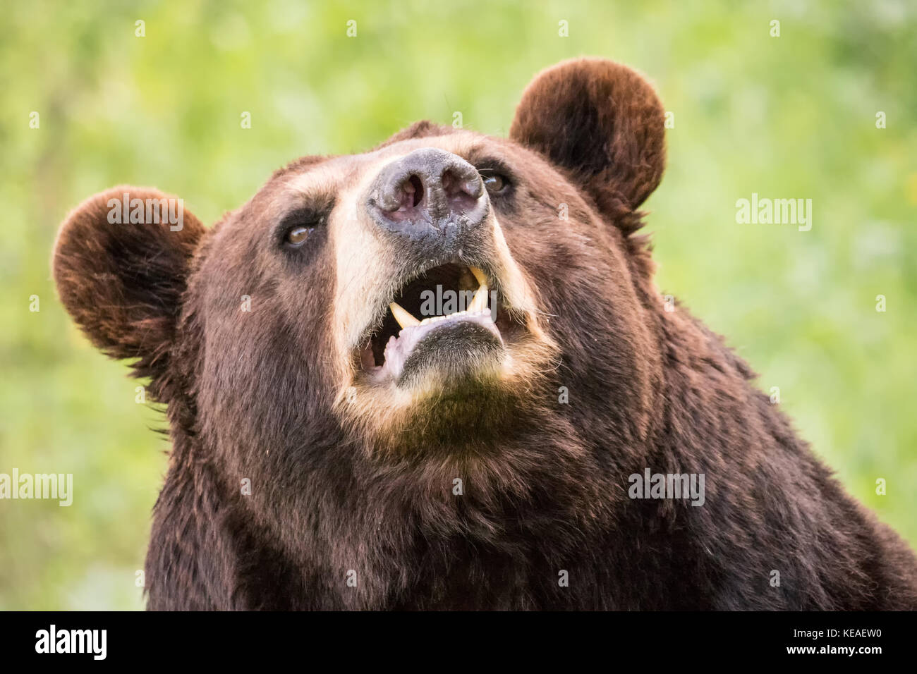 Ritratto di un orso nero in un prato vicino a Bozeman, Montana, USA. Animali in cattività. Foto Stock