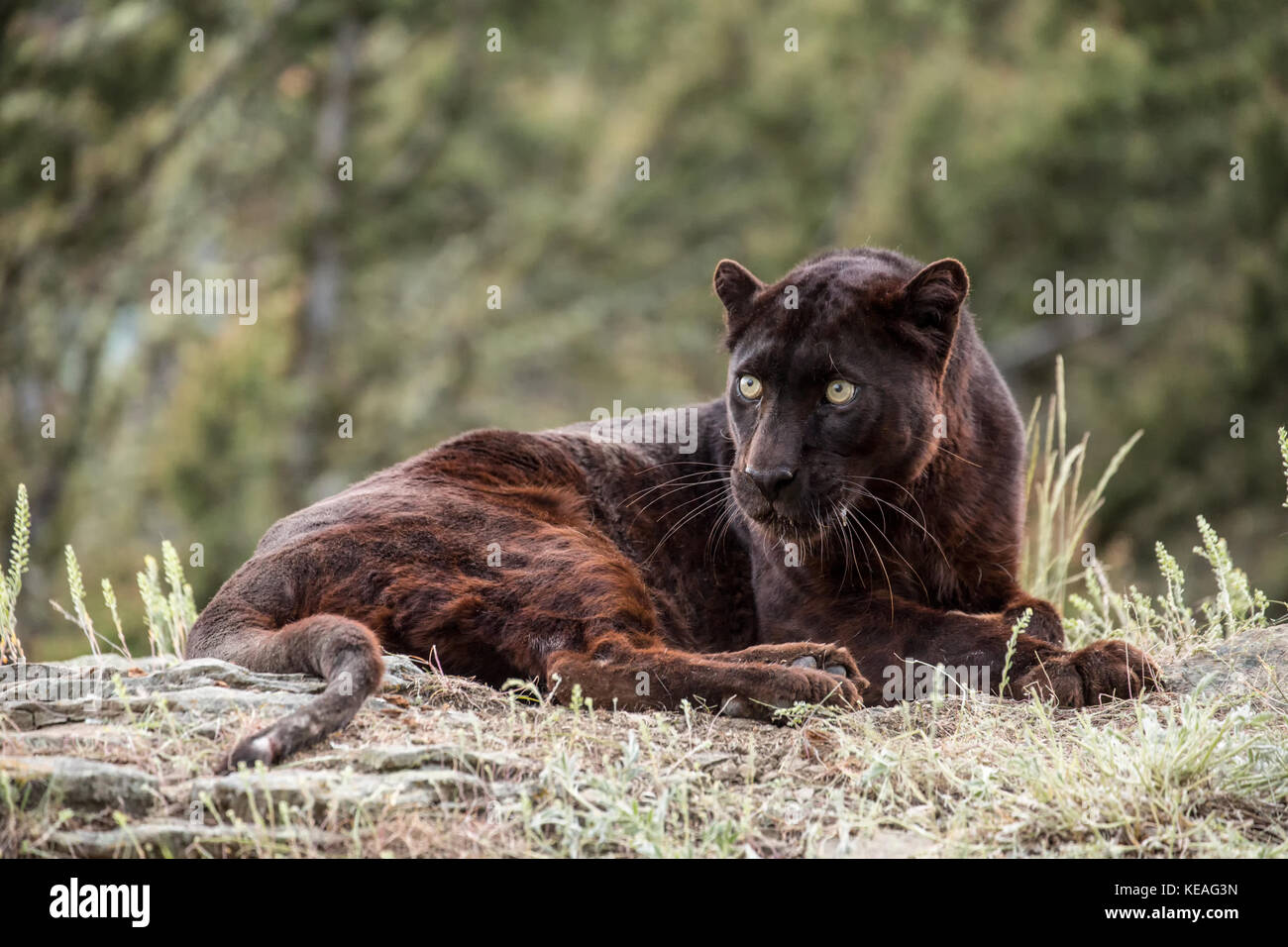 Black Panther reclino, ma molto alert, vicino a Bozeman, Montana, USA. Una pantera nera nelle Americhe è il melanistic variante colore nero della Jaguar Foto Stock